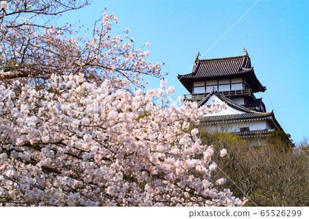 犬山市春季：犬山城和櫻花 65526299