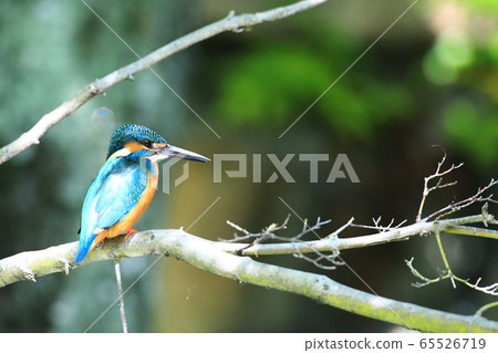 翠鳥1586- 翠鳥1586- 65526719