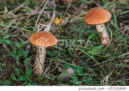 two aspen trees in the grass. Growing edible mushrooms 65526969