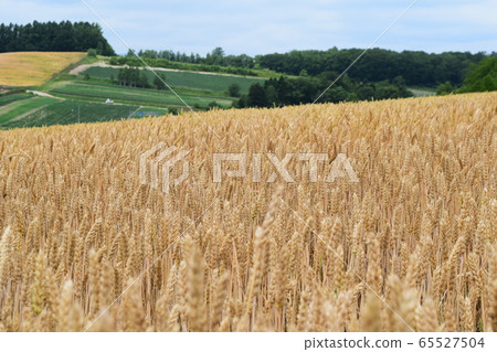 Wheat field 65527504
