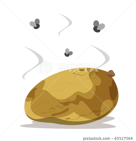 Mango becoming rotten, spoiled fruit with fungus 65527564