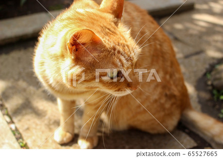 Stray cat 65527665