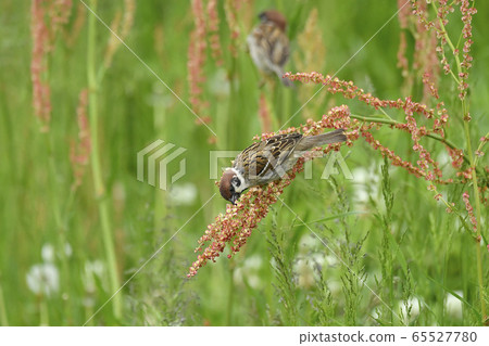 Sorrel and sparrow 65527780