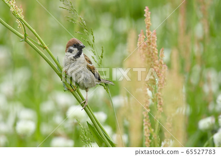 Sparrow on clover background 65527783