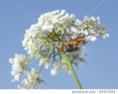 Shieldbug on queen anne's lace flower 65527854