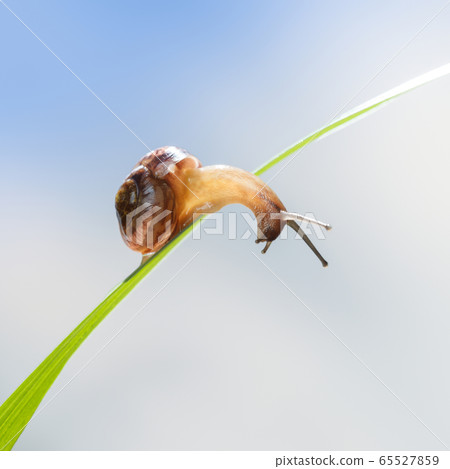 Snail looks down from blade 65527859