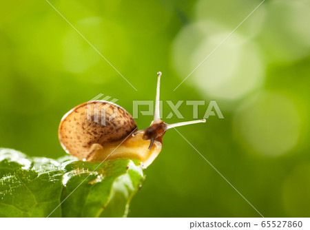 Snail portrait 65527860