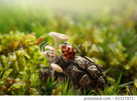 Ladybird under mushroom cap Ladybird under mushroom cap 65527871