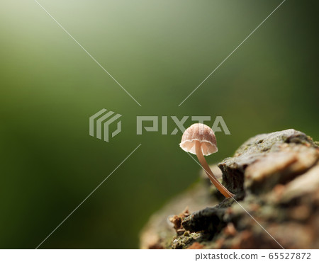 Tiny mushroom Tiny mushroom 65527872