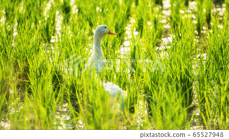 white duck at water rice field with bokeh white duck at water rice field with bokeh 65527948