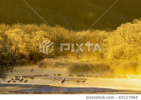 寒冷的早晨丹頂鶴登場 65527968