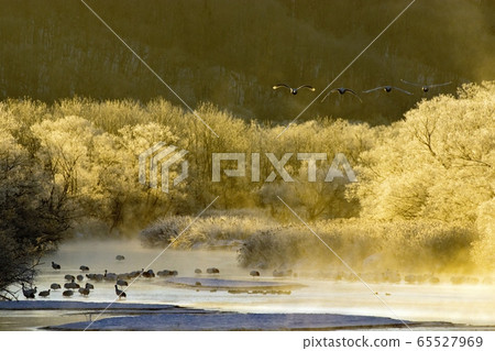 日本鶴在一個寒冷的早晨起飛的瀨戶里河 65527969