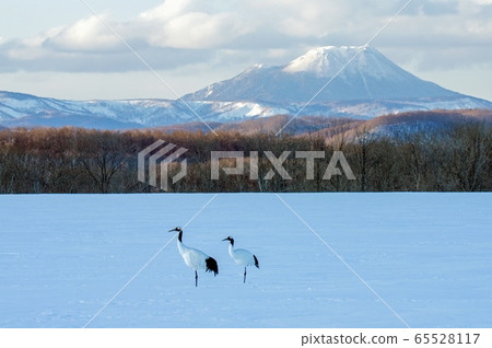 Japanese crane and Mt. Japanese crane and Mt. 65528117