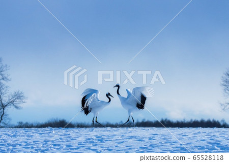 Friendly Red-Crowned Cranes Friendly Red-Crowned Cranes 65528118