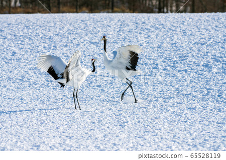 Couples crane dance Couples crane dance 65528119