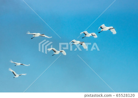 Tatami Tatami 65528120