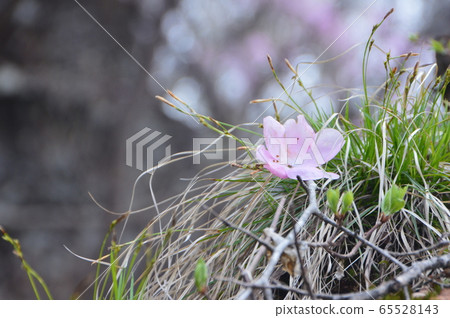紅色的花瓣（群馬縣鹿兒山/鳥居Pass /前橋市） 65528143