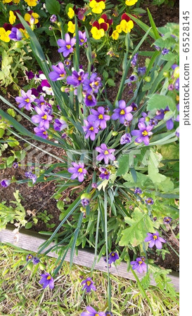 梅花魚片虹膜 65528145