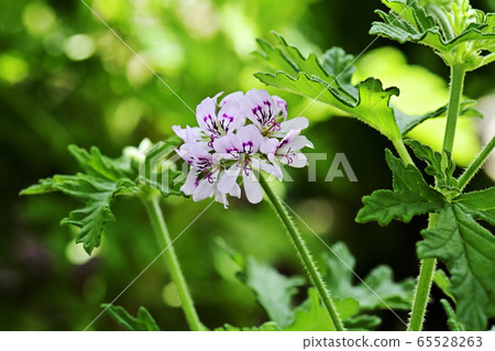 Mosquito herbs 65528263