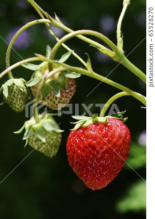 Strawberry Strawberry 65528270