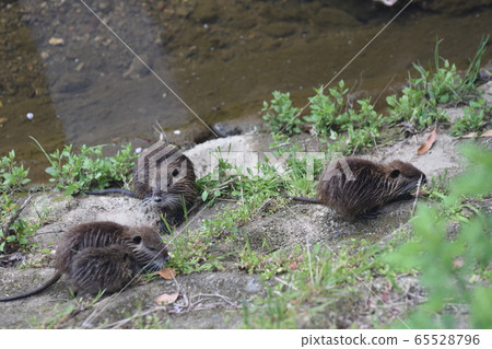 Nutria 65528796