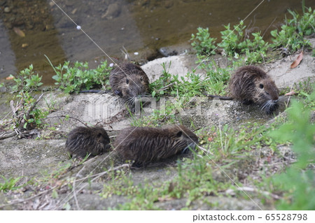 Nutria 65528798