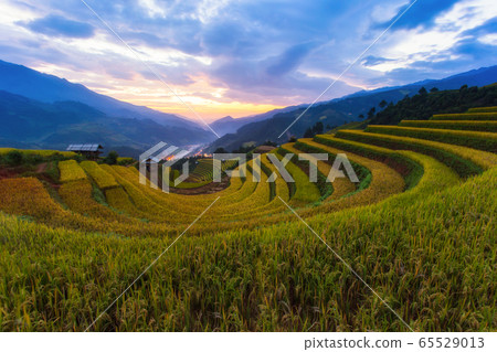 Terraced rice paddy field landscape of Mu Cang 65529013