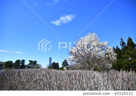 Tenno Greenland Tenno Greenland 65529132