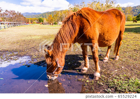 (Nagano Prefecture) Kaida Kogen, Kisouma no Sato Grazing Kisouma (Nagano Prefecture) Kaida Kogen, Kisouma no Sato Grazing Kisouma 65529224