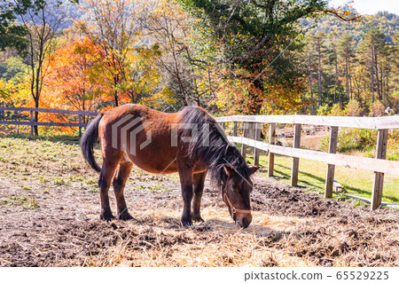 (Nagano Prefecture) Kaida Kogen, Kisouma no Sato Grazing Kisouma (Nagano Prefecture) Kaida Kogen, Kisouma no Sato Grazing Kisouma 65529225