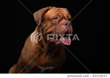 French Mastiff Dogue de Bordeaux Studio Shot 65529257