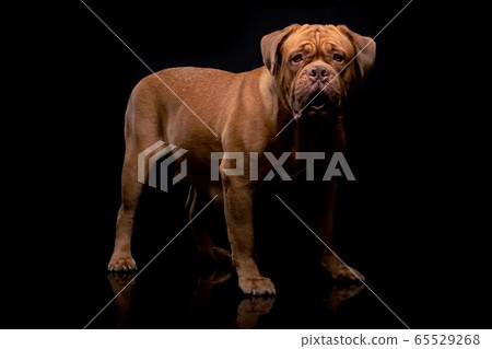 French Mastiff Dogue de Bordeaux Studio Shot French Mastiff Dogue de Bordeaux Studio Shot 65529268