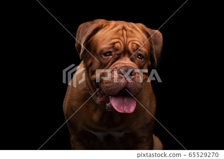 French Mastiff Dogue de Bordeaux Studio Shot French Mastiff Dogue de Bordeaux Studio Shot 65529270