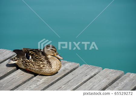 Female Duck resting on a boardwalk by the lake. 65529272