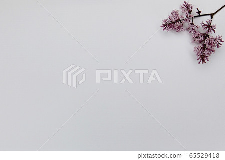 background background 65529418