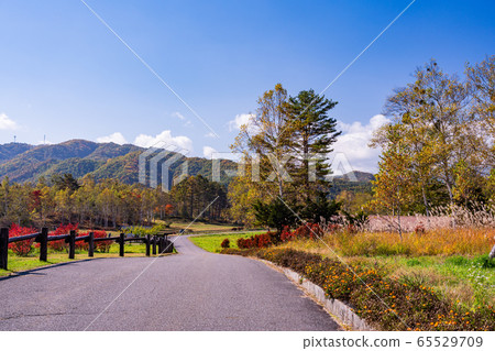 (Nagano) Kaida Kogen, Kiso Horse Village, with beautiful blueberry foliage (Nagano) Kaida Kogen, Kiso Horse Village, with beautiful blueberry foliage 65529709