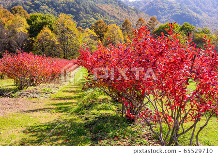(Nagano) Kaida Kogen, Kiso Horse Village, with beautiful blueberry foliage 65529710