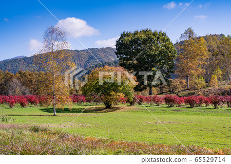 (Nagano) Kaida Kogen, Kiso Horse Village, with beautiful blueberry foliage (Nagano) Kaida Kogen, Kiso Horse Village, with beautiful blueberry foliage 65529714