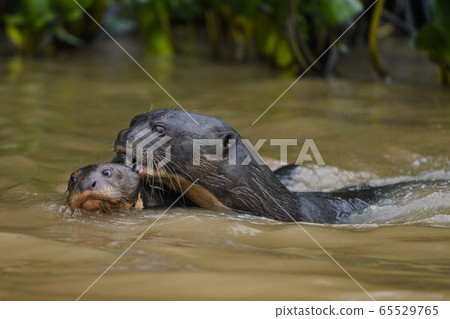 Otter's parent and child Otter's parent and child 65529765