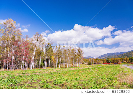(長野縣)秋天的凱達高原的木曾馬樺樹村 (長野縣)秋天的凱達高原的木曾馬樺樹村 65529803