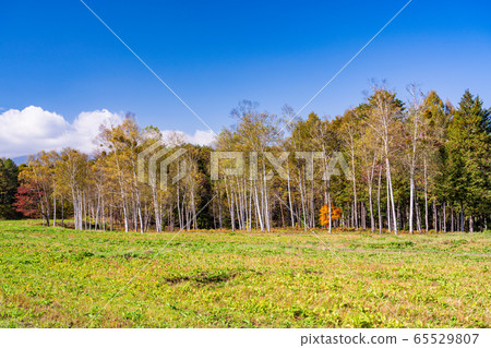 (Nagano Prefecture) Birch Village of Kiso Horse in Kaida Highlands in Autumn (Nagano Prefecture) Birch Village of Kiso Horse in Kaida Highlands in Autumn 65529807