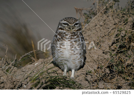 Anaholy貓頭鷹 Anaholy貓頭鷹 65529825