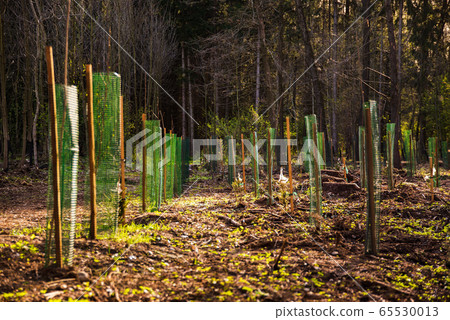 Newly planted trees in a row in forest 65530013