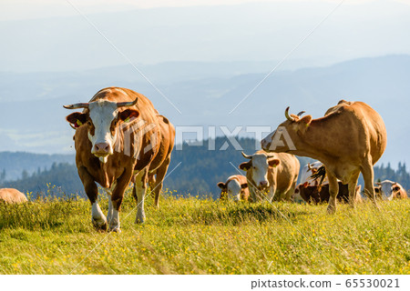 Cows on a meadow in Alps Austria. Schockl mountain 65530021