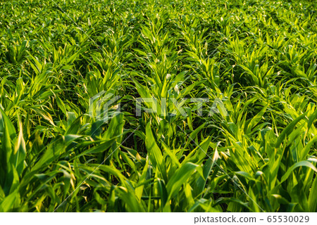 Corn field in sunset - maize Corn field in sunset - maize 65530029