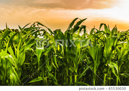 Corn field in sunset - maize 65530030