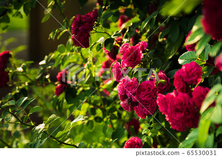 Beautiful rose bush against green garden Beautiful rose bush against green garden 65530031