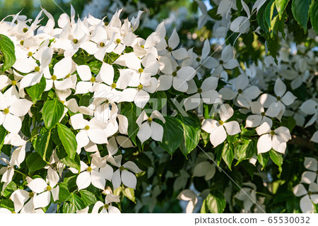 White flowers on a tree Kousa Dogwood Blossoms. White flowers on a tree Kousa Dogwood Blossoms. 65530032
