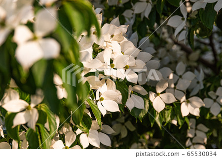 White flowers on a tree Kousa Dogwood Blossoms. White flowers on a tree Kousa Dogwood Blossoms. 65530034
