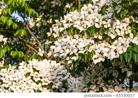 White flowers on a tree Kousa Dogwood Blossoms. 65530037